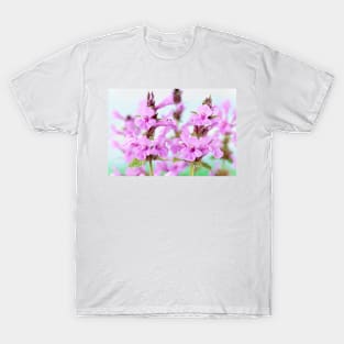 Stachys macrantha  Big Betony T-Shirt